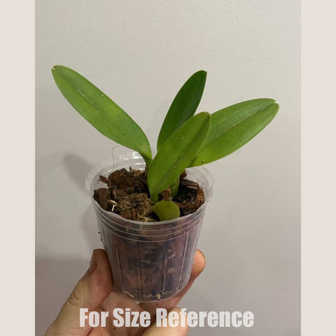 [Bare-root]#Mini Cat# Cattleya CT Golden Wings 金翅 [Oct in stock]