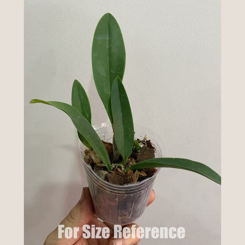 [Bare-root]#Mini Cat# Cattleya Mini Berlin 迷你柏林 [Oct in Stock]