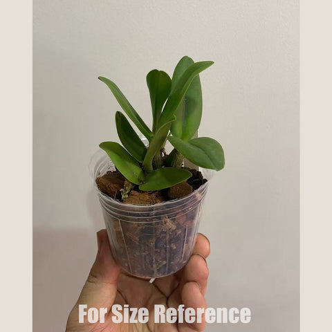 [Bare-root] #Mini Cat# Cattlianthe Little Hazel 小哈雷 [Oct in Stock]