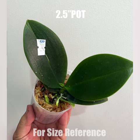 [Bare-root]Phal. Mini Mark  迷你馬克[Aug in stock]