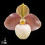 [Bare-root]Paph Lola Bird xsib 蘿拉鳥 [Wishlist]