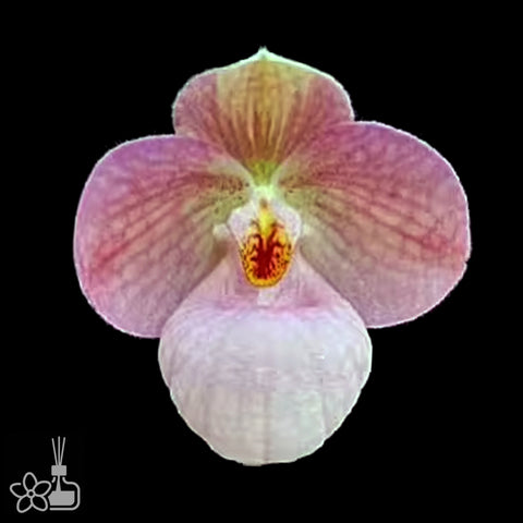 [Bare-root]Paph Lola Bird xsib 蘿拉鳥 [Wishlist]