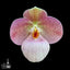 [Bare-root]Paph Lola Bird xsib 蘿拉鳥 [Wishlist]