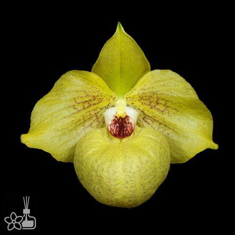 [Bare-rootPaph. Norito Hasegawa“chunxiao” 春曉兜蘭 [Wishlist]