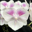 [Bare-Root] Phal. Charming Pretty Heart '1327' [Wishlist]