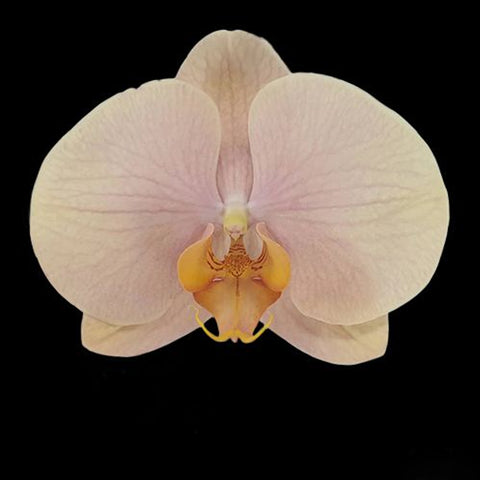 [Bare-Root] Phal. Fangmei Egg Yolk Cake [Wishlist]