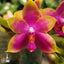 [Bare-Root] Phal. Princess Kaiulani PK [Wishlist]