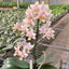 [Bare-Root]Phal. Ron-E Glamor '3230' [Wishlist]