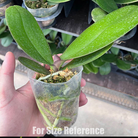 [Bare-Root] Phal. Fangmei Egg Yolk Cake [Wishlist]