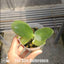 [Bare-Root] Phal. Princess Kaiulani PK [Wishlist]