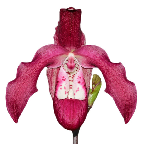 Phrag. Gualaceo