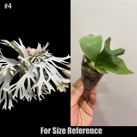 Platycerium – Orchidmart