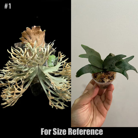 [Bare-root]Platy. willinckii 'nano'侏儒爪哇nano [In Stock]