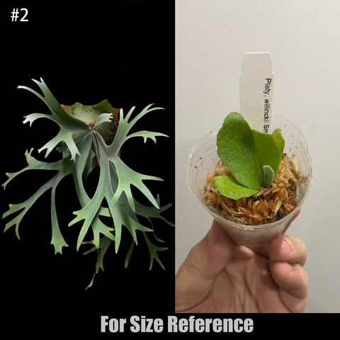 [Bare-root] Platy. willinckii Smurf 藍色小精靈 [In Stock]