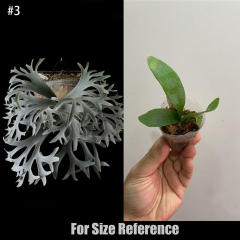 [Bare-root] Platy. 'Stella Aeterni' 永恆之星 [In stock]