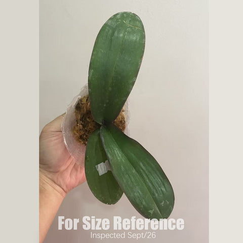 法爾。斯圖亞蒂亞納變種nobilis 'Xiuya' × sib 史塔基黃 '秀雅' 兄弟交
