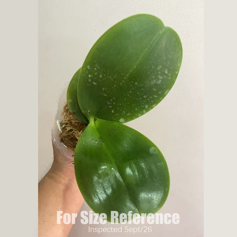 [Bare-root] #PA# Phal. Mituo King 'Big Pink' 彌陀王 '大粉' [2.8" BS][Sept in stock 26]