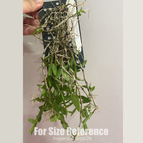 [Bare-root] #DA# Den. loddigesii 攀龍石斛 [2.5" BS][Sept in stock 26]