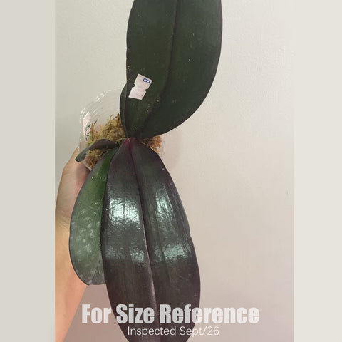 [Bare-root] #PA# Phal. Salu's Fragrancy 紅寶石 [2.8" BS][Sept in stock 26]