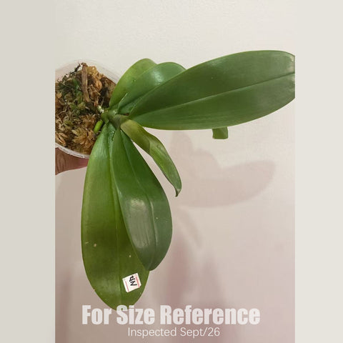 [Rooted] #PA# Phal. speciosa 'Blue Net' x Phal. sanderiana 桑德x藍網盾 [2.4" BS][Sept in stock 26]