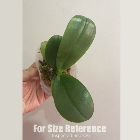 [Rooted] #PA# Phal. Formosa Sweet Memory 三和香奈兒 [2.5" BS][Sept in stock 26]