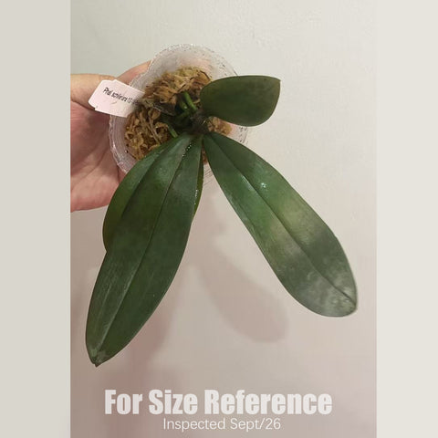 [Rooted] #PA# Phal. speciosa 'purple' x Phal. schilleriana '112-1' 西x紫盾 [2.4" BS][Sept in stock 26]