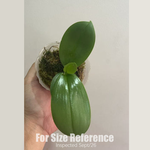 [Bare-root] #PA# Phal. San-Ho Chanel 香奈兒 [1.7" NBS][Sept in stock 26]