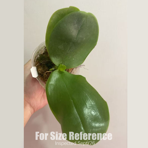 [Bare-root] #PA# Phal. Lioulin Blue Peacock x Jamie's Blue Dragonfly [3" BS][Sept in stock 26]