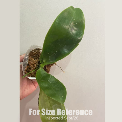 [Bare-root] #PA# Phal. Lioulin Blue Peacock x Scott B. Taylor [3" BS][Sept in stock 26]