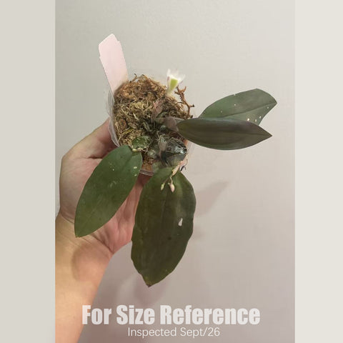 [Bare-root] #DA# Den. pseudolamellatum [2.4" BS][Sept in stock 26]