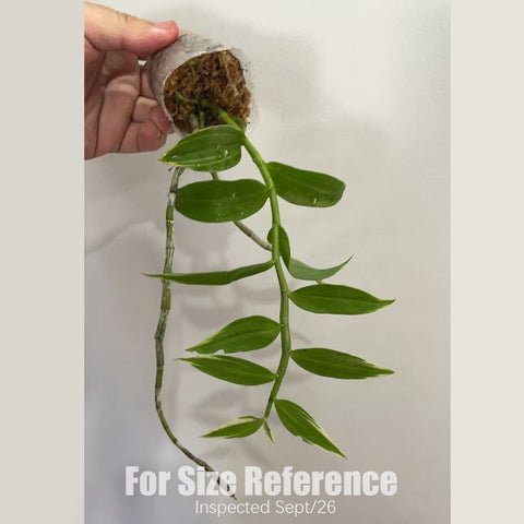 [Bare-root] #DA# Den. aphyllum variegated [1.7" NBS][Sept in stock 26]