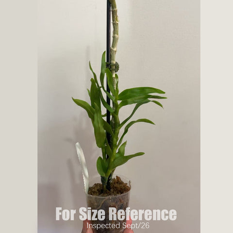 [Bare-root] #DA# Den. cretaceum [1.7" NBS][Sept in stock 26]