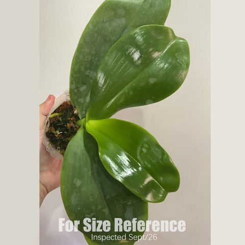 [Bare-root] #PA# Phal. (KS Samera-KS Blue Luedde) x Yaphon Blue Jewel [3" FS][Sept in stock 26]