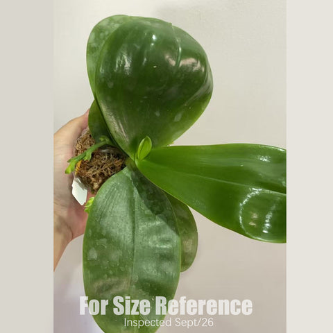 [Bare-root] #PA# Phal. Mituo Hsien 'blue' x Yaphon Blue Bird 'Indigo' [2.5" BS][Sept in stock 26]