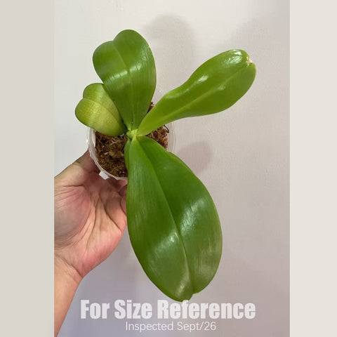 [Bare-root] #PA# Phal. Smiley Prince x Peter Blue Diamond [2.4" BS][Sept in stock 26]