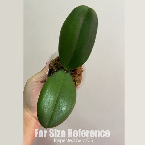 [Bare-root] #PA# Phal. Masque (Peloric) [2.4" NBS][Sept in stock 26]