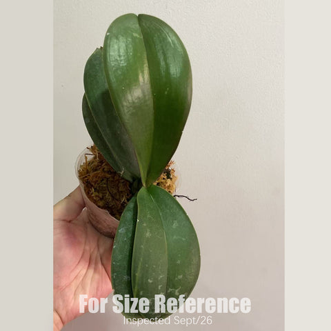 [Bare-root] #PA# Phal. stuartiana ( nobilis 'JM111-3' x stuartiana 'George Vasquez' ) [2.4" BS][Sept in stock 26]