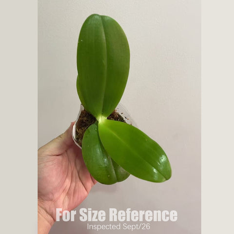 [Bare-root] #PA# Phal. Lioulin Blue Star x Equalacea 柳林藍星xEq狗 [2.5" BS][Sept in stock 26]