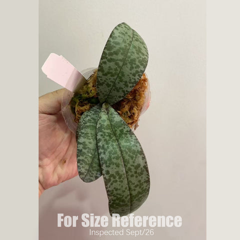 [Bare-root] #PA# Phal. celebensis × sib 蘇拉威西 [2.4" BS][Sept in stock 26]