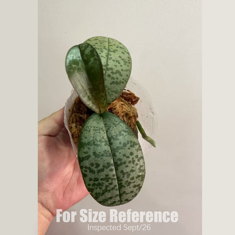[Rooted] #PA# Phal. schilleriana Alice 愛麗絲圓葉脈紋西 [2.4" BS][Sept in stock 26]