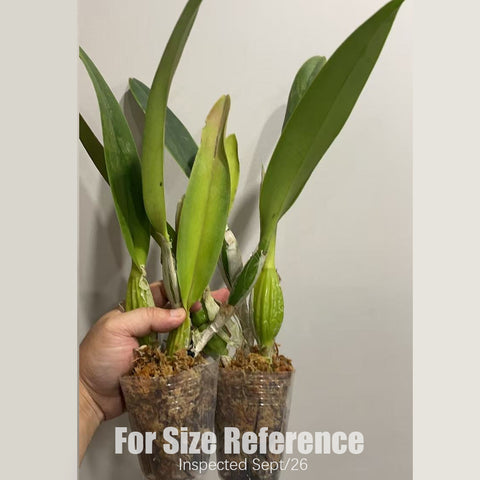 [Bare-root][New] #CA# C. mossiae (semi-alba x coerulea) [2.4" NBS][Sept in stock 26]