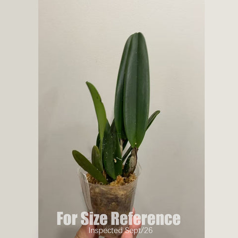 [Bare-root][New] #CA# C. schroederae (albescens 'big yolk' x concolor) [2.4" NBS][Sept in stock 26]