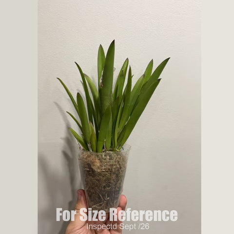 [Bare-root][New] #CA# Bc. Beulah Bradeen (B. nodosa x C. walkeriana) [2.4" BS][Sept in stock 26]