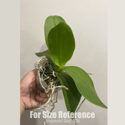 [Bare-root][New] #PA# Phal. Taisuco Jasper 韓國水晶 [2.4" BS][Sept in stock 26]