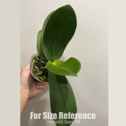 [Bare-root][New] #PA# Phal. Summer Breath 拉丁舞裙 [2.4" BS][Sept in stock 26]