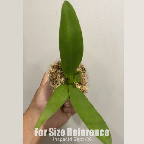 [Bare-root][New] #PA# Phal. cornu-cervi x equestris [2.4" NBS][Sept in stock 26]