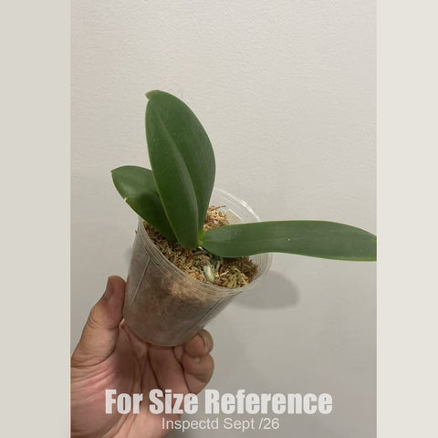 [Bare-root][Import AS-IS] Phal. Golden Lace Whisper 和鳴金邊蕾絲 [1.7" BS][July Preorder 26]