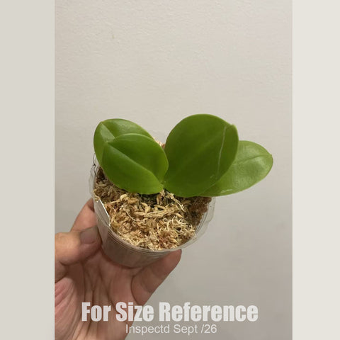 [Bare-root][New] #PA# Phal. MMZ723 [1.7" NBS][Sept in stock 26]
