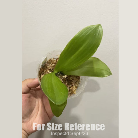 [Bare-root][New] #PA# Phal. MMZ338 [2.4" NBS][Sept in stock 26]