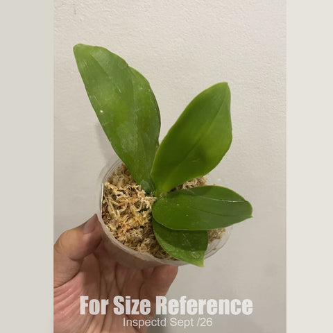[Bare-root][New] #PA# Phal. (MMZ158) [1.7" NBS][Sept in stock 26]